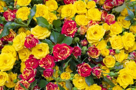 Beautiful yellow roses background. Floral abstract background for wedding and engagement.の写真素材
