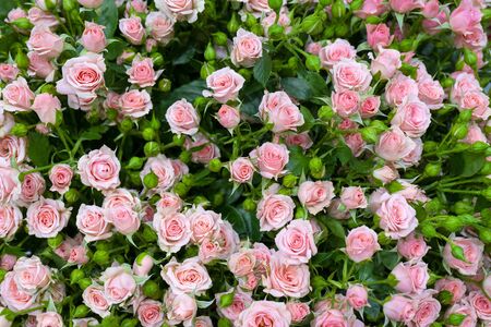 Beautiful  pink roses background. Floral abstract background for wedding and engagement.の写真素材