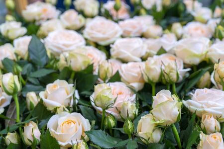 Beautiful white roses background. Floral abstract background for wedding and engagement.の写真素材