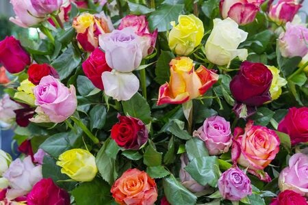 Beautiful roses background. Floral abstract background for wedding and engagement.の写真素材
