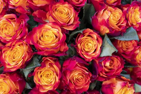 Beautiful orange roses background. Floral abstract background for wedding and engagement.の写真素材