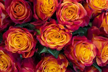 Beautiful orange roses background. Floral abstract background for wedding and engagement.の写真素材
