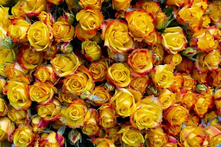 Beautiful yellow roses background. Floral abstract background for wedding and engagement.の写真素材