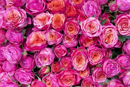 Beautiful  pink roses background. Floral abstract background for wedding and engagement.の写真素材