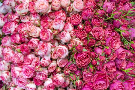 Beautiful  pink roses background. Floral abstract background for wedding and engagement.の写真素材