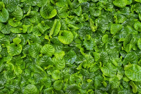 Beautiful green leaf pattern. Natural background.の写真素材