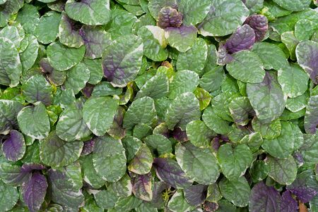 Beautiful green leaf pattern. Natural background.の写真素材