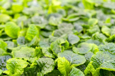 Beautiful green leaf pattern. Natural background.の写真素材