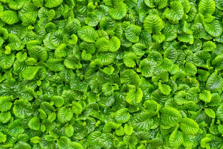 Beautiful green leaf pattern. Natural background.の写真素材