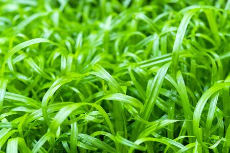 Young green plants in farm field. Agriculture. Cultivation of edible plants.の写真素材