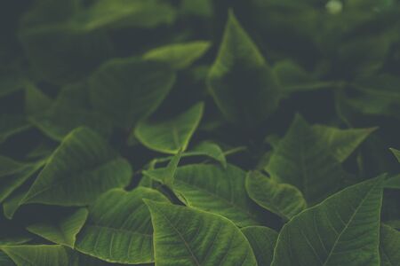 Beautiful green leaf pattern. Natural background.の写真素材