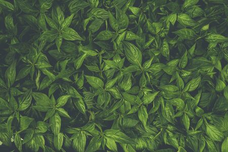 Beautiful green leaf pattern. Natural background.の写真素材
