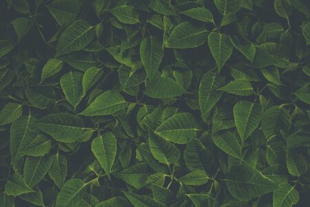 Beautiful green leaf pattern. Natural background.の写真素材