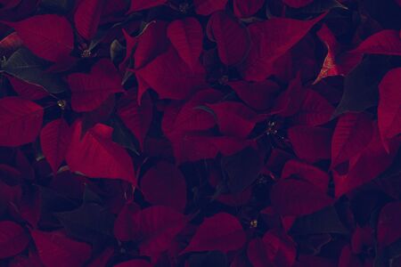 Beautiful red leaf pattern. Natural background.の写真素材