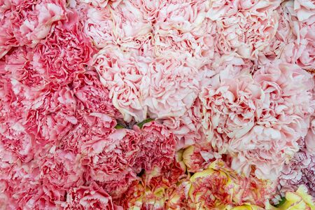 Beautiful pink carnations. Floral background.の写真素材