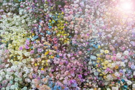 Multicolored small beautiful decorative flowers. Floral background.の写真素材