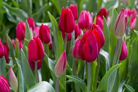 Beautiful red tulips. Floral background.の写真素材
