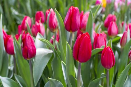 Beautiful red tulips. Floral background.の写真素材