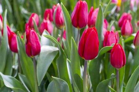 Beautiful red tulips. Floral background.の写真素材