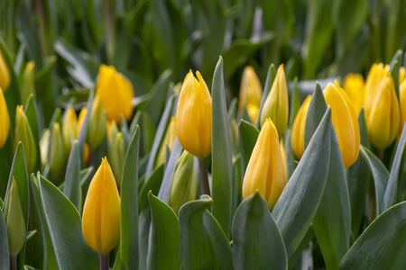 Beautiful yellow tulips. Floral background.の写真素材