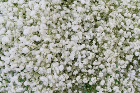 Small beautiful decorative flowers. Floral background.の写真素材
