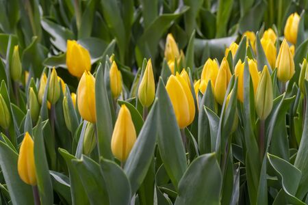 Beautiful yellow tulips. Floral background.の写真素材
