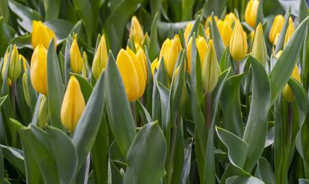 Beautiful yellow tulips. Floral background.の写真素材