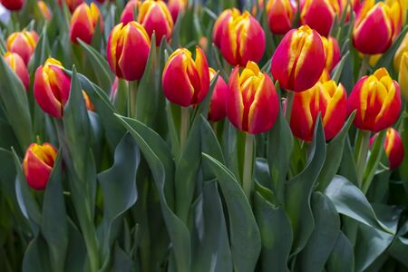 Beautiful red tulips. Floral background.の写真素材