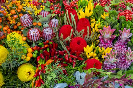 Beautiful decorative colorful plants. Floral background.の写真素材