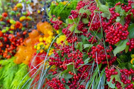 Beautiful decorative colorful plants. Floral background.の写真素材