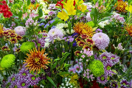 Beautiful decorative colorful plants. Floral background.の写真素材