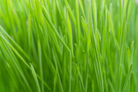 Young green plants in farm field. Agriculture. Cultivation of edible plants.の写真素材