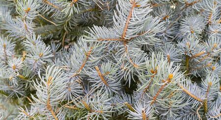 Branches of spruce - natural background. Christmas holiday.の写真素材