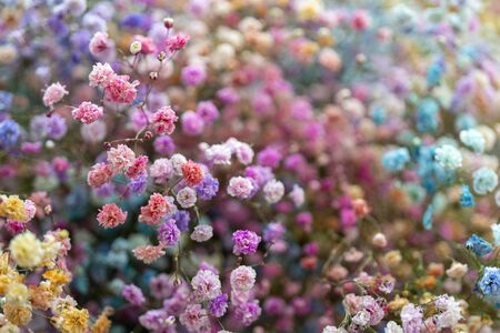 Multicolored small beautiful decorative flowers. Floral background.の写真素材