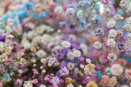 Multicolored small beautiful decorative flowers. Floral background.の写真素材