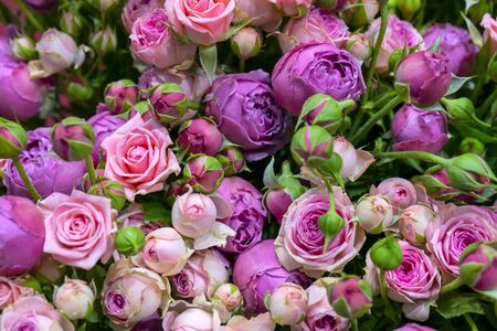 Beautiful roses background. Floral abstract background for wedding and engagement.の写真素材