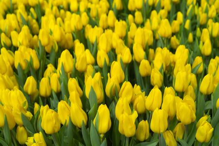 Beautiful yellow tulips. Floral background.の写真素材