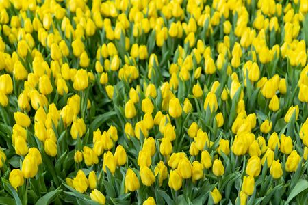 Beautiful yellow tulips. Floral background.の写真素材