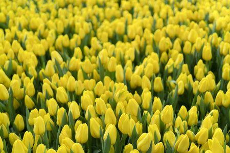 Beautiful yellow tulips. Floral background.の写真素材