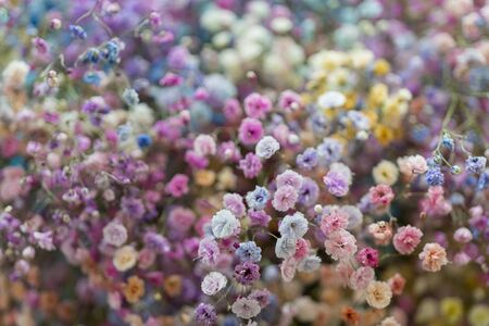 Multicolored small beautiful decorative flowers. Floral background.の写真素材