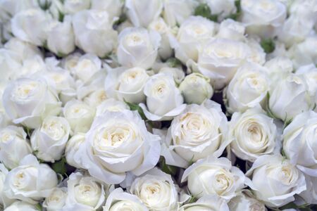 Beautiful white roses background. Floral abstract background for wedding and engagement.の写真素材