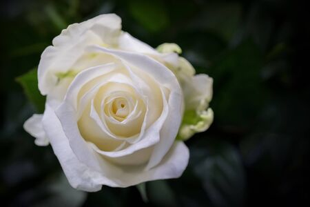 Beautiful wedding white rose on dark background.の写真素材