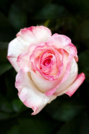Beautiful wedding pink rose on dark background.の写真素材