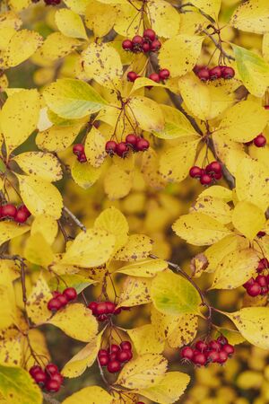 Red fruits of hawthorn. Yellow leaves. Autumn background.の写真素材