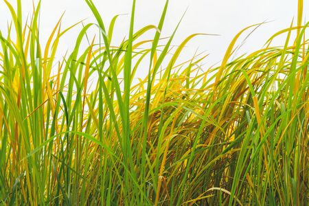 Green and yellow stems of tall grass. Floral background.の写真素材