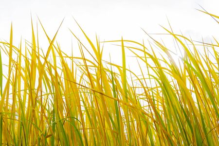 Green and yellow stems of tall grass. Floral background.の写真素材