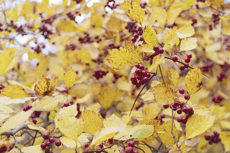 Red fruits of hawthorn. Yellow leaves. Autumn background.の写真素材