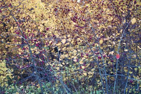 Red fruits of hawthorn. Yellow leaves. Autumn background.の写真素材