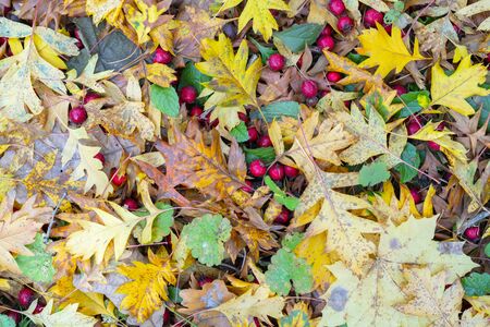 Red fruits of hawthorn. Yellow leaves. Autumn background.の写真素材
