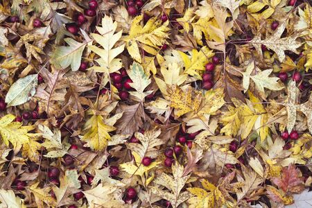 Red fruits of hawthorn. Yellow leaves. Autumn background.の写真素材